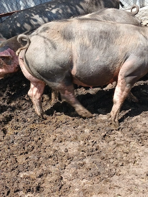 scroafe de vanzare
