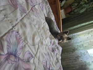 Yorkshire terrier talie toy - imagine 2