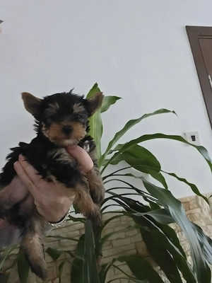 Yorkshire terrier talie toy - imagine 5