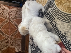 Bichon Maltez de vânzare  - imagine 5