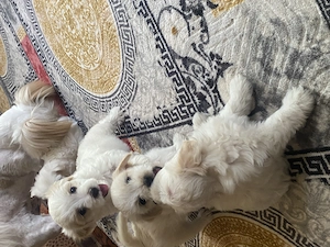 Bichon Maltez de vânzare  - imagine 3