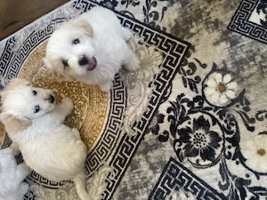 Bichon Maltez de vânzare  - imagine 4