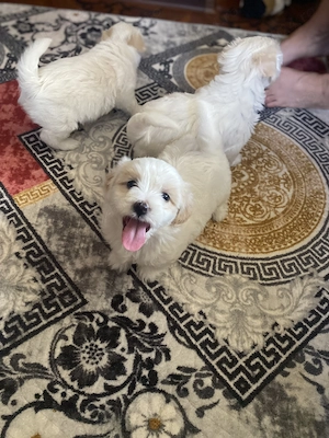 Bichon Maltez de vânzare  - imagine 2