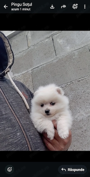 pomeranian pui