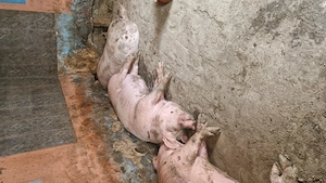 Vând doi din trei porci  - imagine 2