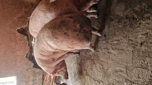 Vând doi din trei porci 
