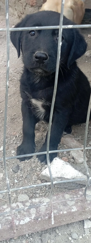 Vand labrador retriever negru  - imagine 3