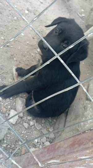 Vand labrador retriever negru  - imagine 5