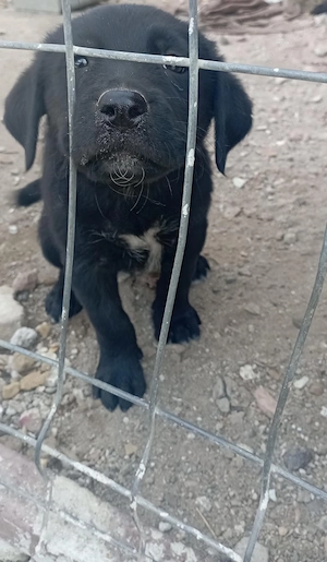 Vand labrador retriever negru  - imagine 2