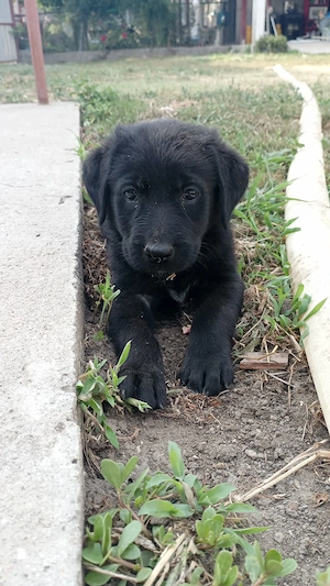 Vand labrador retriever negru 
