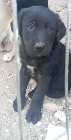 Vand labrador retriever negru  - imagine 4