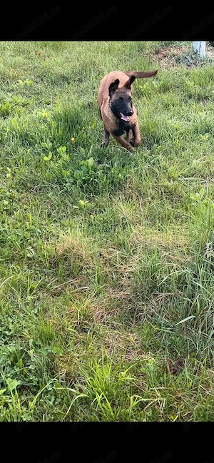 Femela ciobanesc belgian malinois - 7 luni - imagine 3