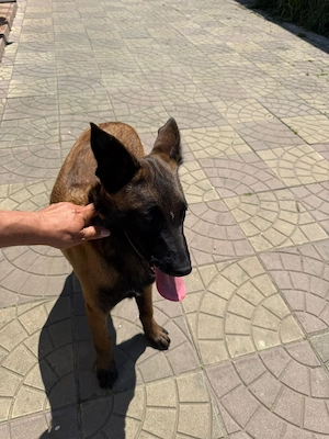 Femela ciobanesc belgian malinois - 7 luni - imagine 2
