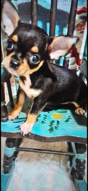 pui chihuahua - imagine 3