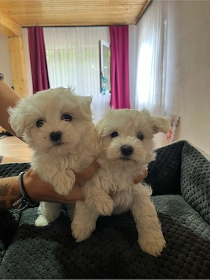 Bichon maltez mini toy