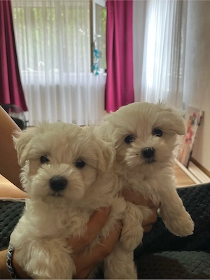 Bichon maltez mini toy - imagine 3