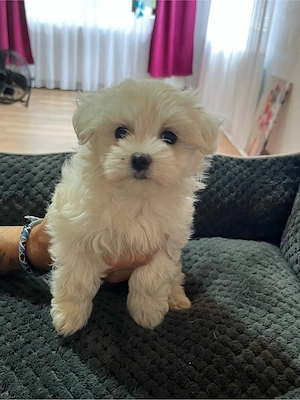 Bichon maltez mini toy - imagine 5
