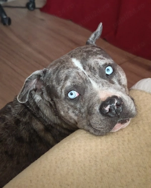 Donez femelă american bully de 2 ani. Nu este agresivă.