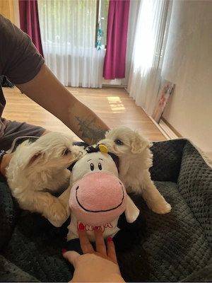 Bichon maltez mini toy - imagine 2