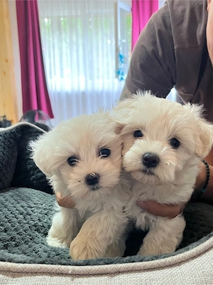 Bichon maltez mini toy - imagine 4