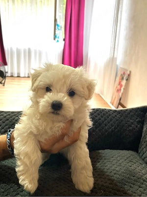 Bichon maltez mini toy - imagine 5