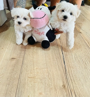 Bichon maltez mini toy - imagine 3