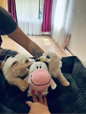 Bichon maltez mini toy - imagine 4
