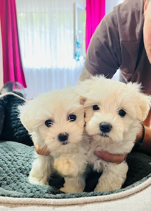 Bichon maltez mini toy - imagine 2