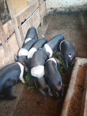 vând purceii Bazna de 3 luni 30 kg deparazitați 6 buc femeile 3 buc 3 masculi preț 400 buc 