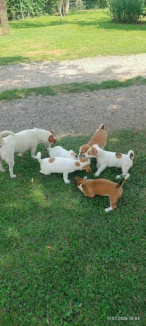 Jack Russel Terrier 2 luni - imagine 4