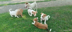 Jack Russel Terrier 2 luni - imagine 2
