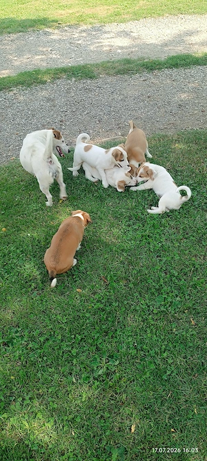 Jack Russel Terrier 2 luni - imagine 3