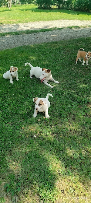 Jack Russel Terrier 2 luni - imagine 6