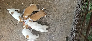 Jack Russel Terrier 2 luni
