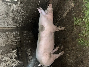 Vând purcica între 8-9 luni 