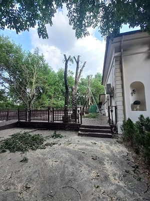 Toaletare arbori  Vopsitorii 