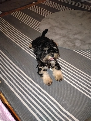Bichon yorkshire terrier 