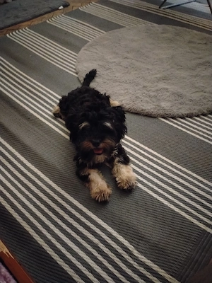 Bichon yorkshire terrier  - imagine 2
