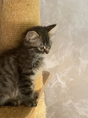 Motanel ragdoll  persan 2 luni - imagine 3
