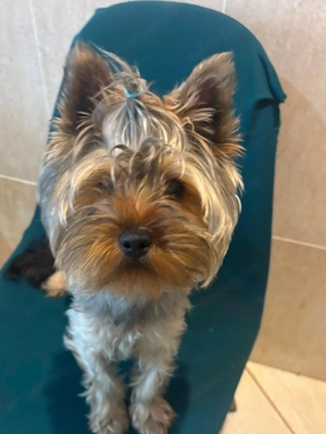 Catel yorkshire terrier,baiat 6 luni - imagine 2