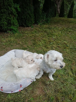 Cateii Bichon  - imagine 4