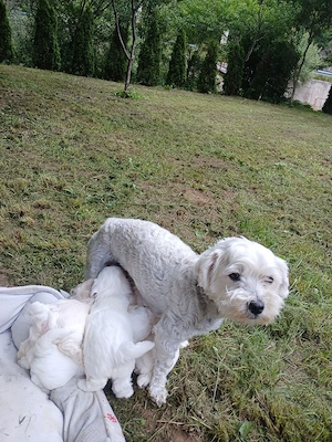 Cateii Bichon  - imagine 5