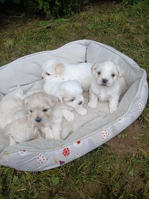 Cateii Bichon  - imagine 2