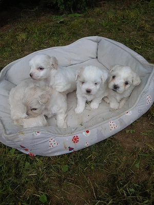 Cateii Bichon 