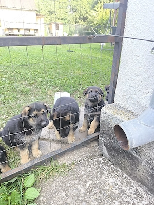 Vând cătei de Ciobanesc german