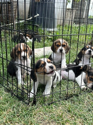 Beagle tricolor  - imagine 5