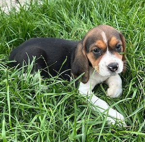 Beagle tricolor  - imagine 3