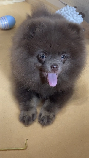 pomeranian deosebit cu pedigree - imagine 2