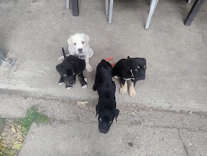 Cățeluși Cane Corso - imagine 2