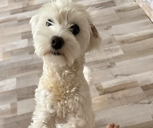 Vând bichon maltez în vârstă de 9 luni 